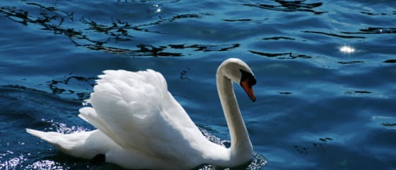 Royal Swan от Ainsworth Gaming: полный обзор